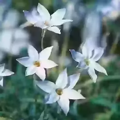 Ornithogalum